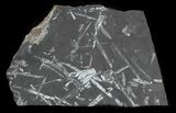 Fossil Seed Fern Plate - Pennsylvania #32713-1